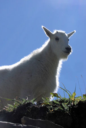 BabyMountainGoat