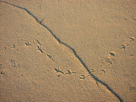 BirdPrints