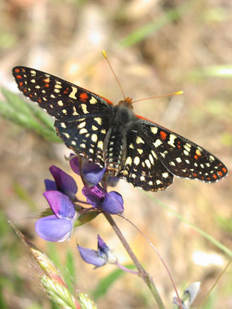 BlackButterflyOnFlower