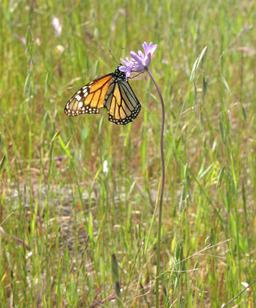 ButterflyInField