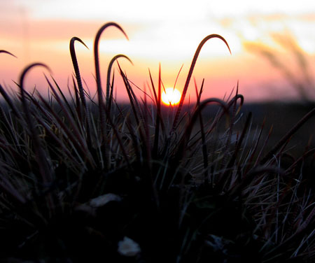 CactusSunSet