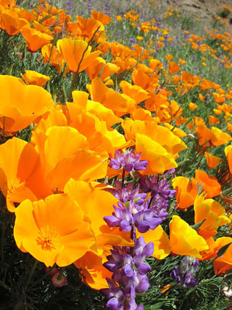 CaliforniaPoppies