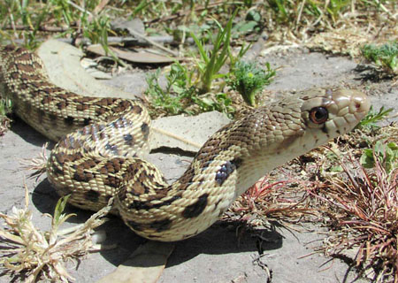 GopherSnake