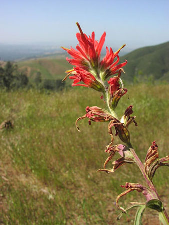 IndianPaintBrush