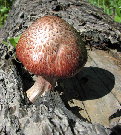 Mushroom