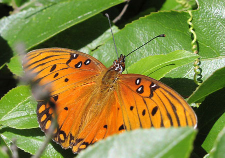 OrangeButterflyOnLeave