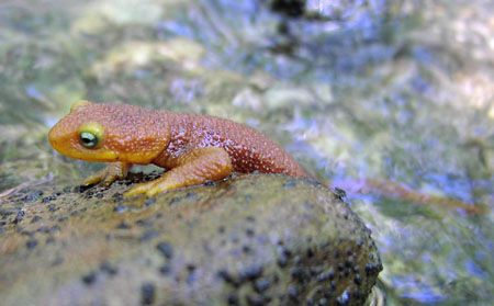 RoughSkinnedNewt