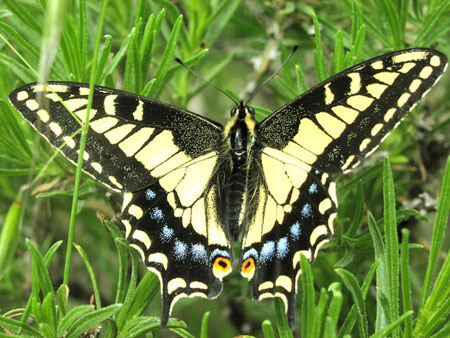 SwallowTail