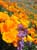 CaliforniaPoppies