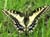 SwallowTail