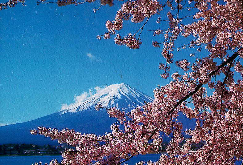 صور لــ شجرة الساكورا وجبل فوجي Mtfuji1