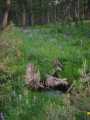 small_IMG_2233.jpg
